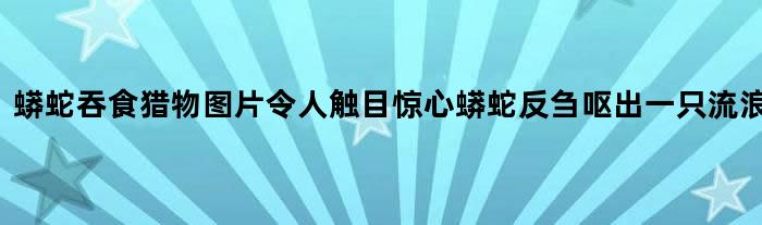 蟒蛇吞食猎物图片令人触目惊心 蟒蛇反刍呕出一只流浪犬