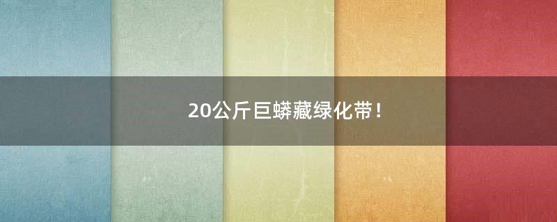 20公斤巨蟒藏绿化带！