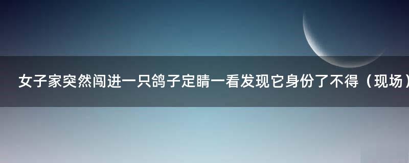 女子家突然闯进一只鸽子 定睛一看发现它身份了不得（现场）