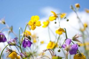 苹果手机勿扰模式（苹果手机勿扰模式怎么打开）