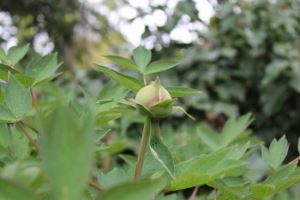 苹果手机怎么保存文件（苹果手机怎么保存文件里的图片）