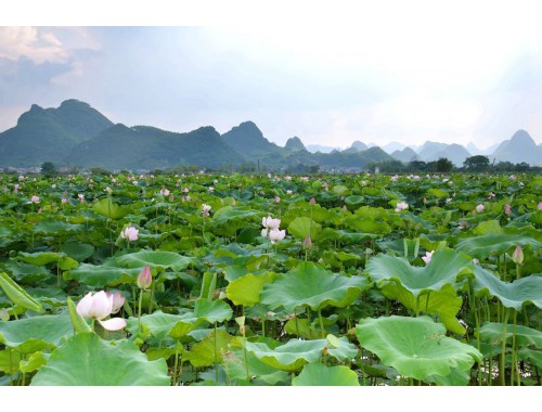 苹果手机分期免息（苹果手机分期免息有哪个银行）