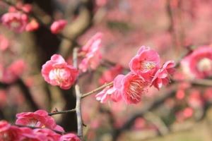 苹果手机多大内存够用（苹果手机多大内存够用 拍视频多）