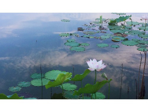 苹果手机怎么弄手机铃声（怎么弄苹果的手机铃声）